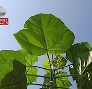 Greuceanul copacilor, care creste in trei ani cat altii in 20, EXISTA!